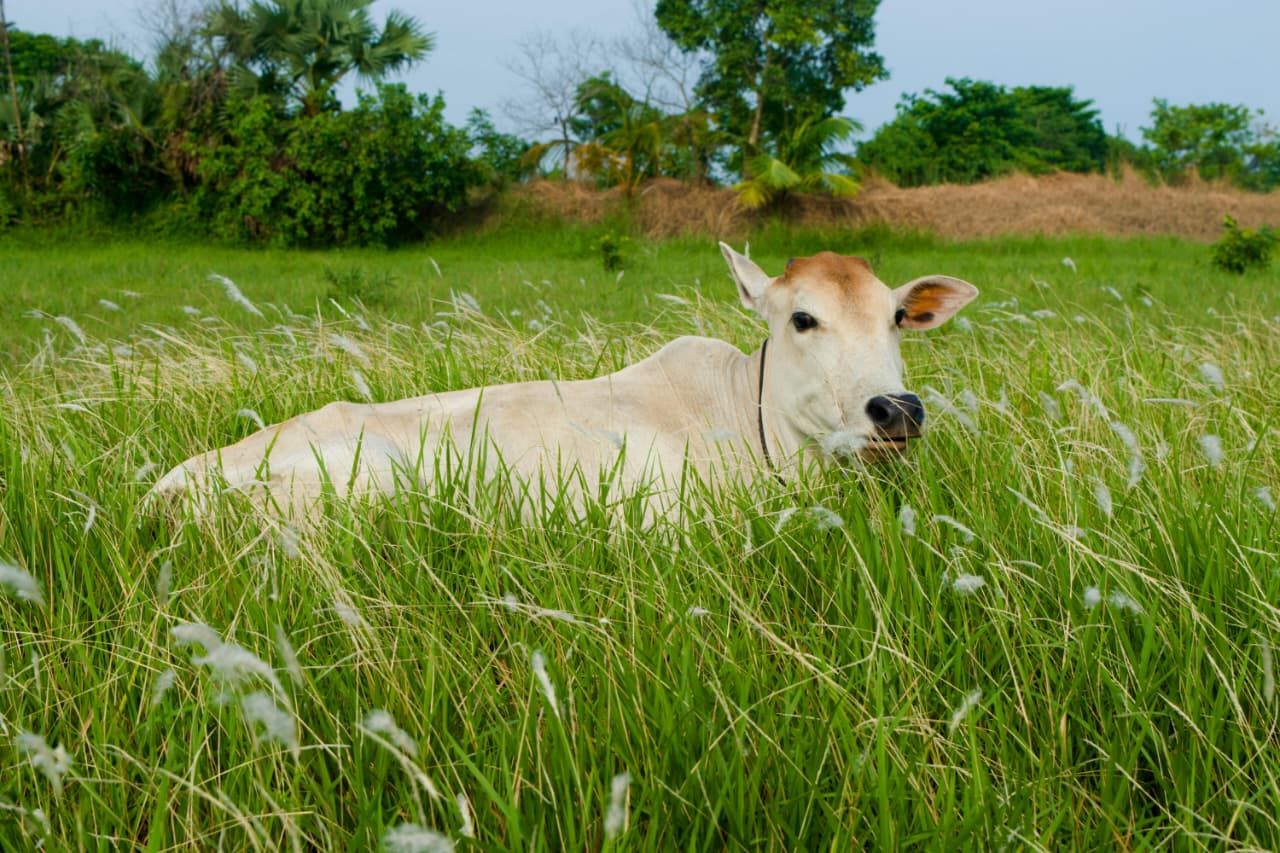 Happy Cows at Milk Stone Farm